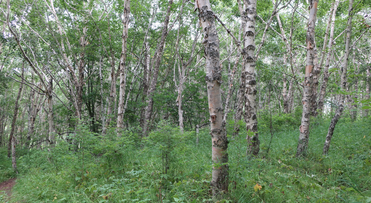 Изображение особи Betula ermanii.