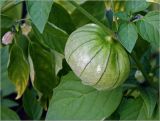 genus Physalis