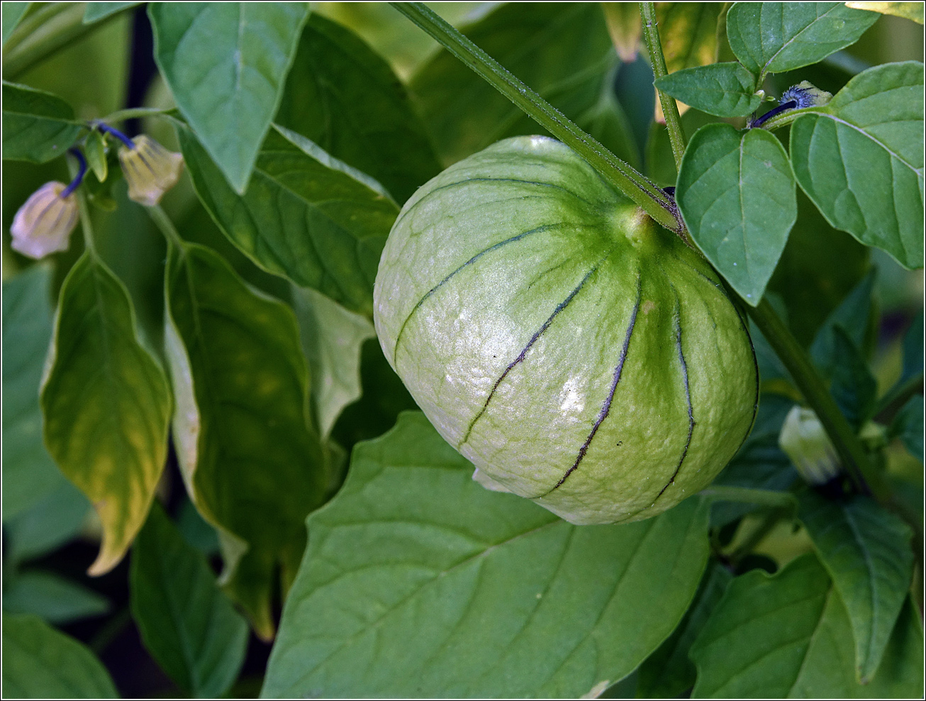 Image of genus Physalis specimen.