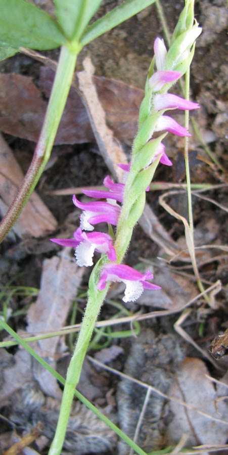Image of Spiranthes australis specimen.