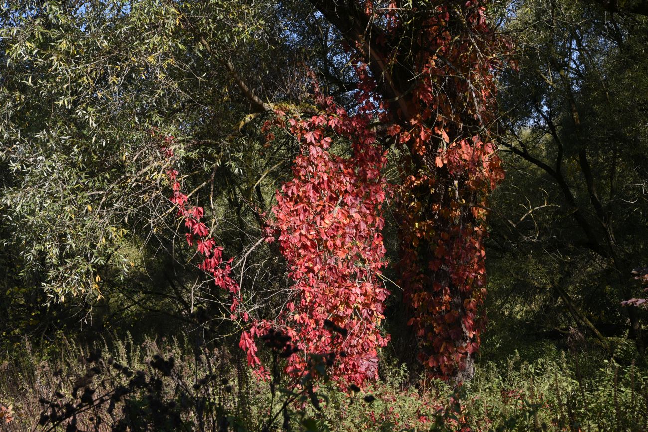 Image of Parthenocissus quinquefolia specimen.