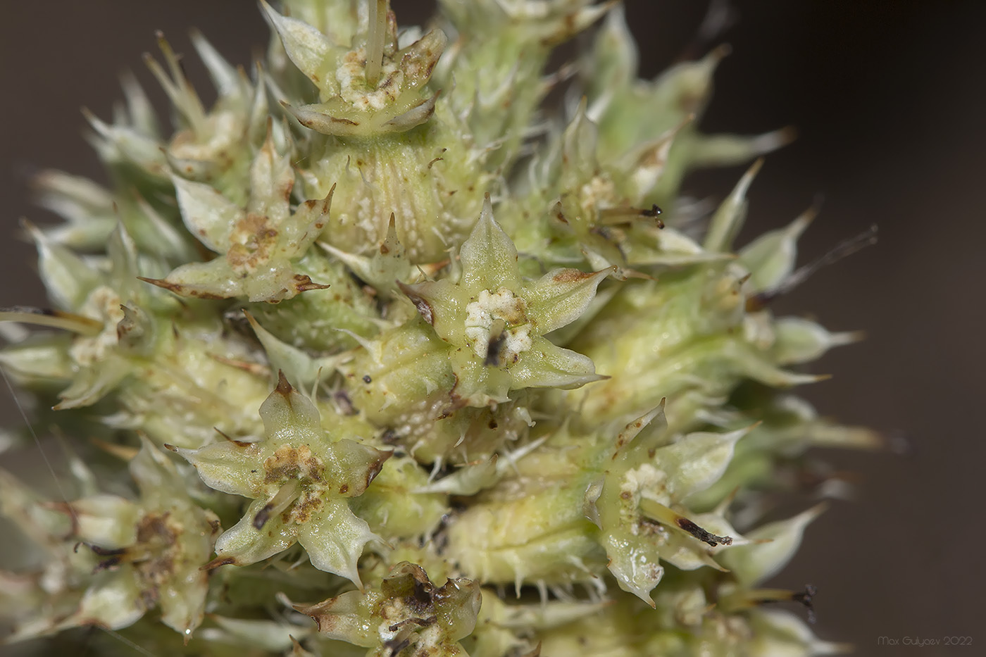 Image of Eryngium maritimum specimen.