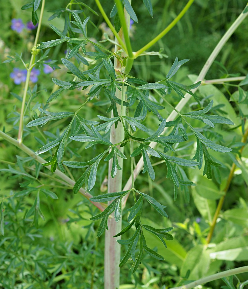 Изображение особи Xanthoselinum alsaticum.