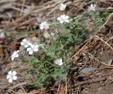 Gypsophila sericea. Цветущее растение. Алтай, Северо-Чуйский хребет, верховья р. Актру (выс. около 2200 м н.у.м.). 21.07.2010.