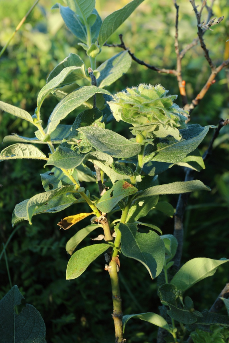 Изображение особи Salix lanata.
