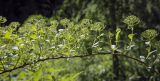 род Spiraea. Часть ветви в начале цветения. Ярославская обл., г. Переславль-Залесский, дендрологический парк им. С. Ф. Харитонова, в культуре. 12.06.2022.