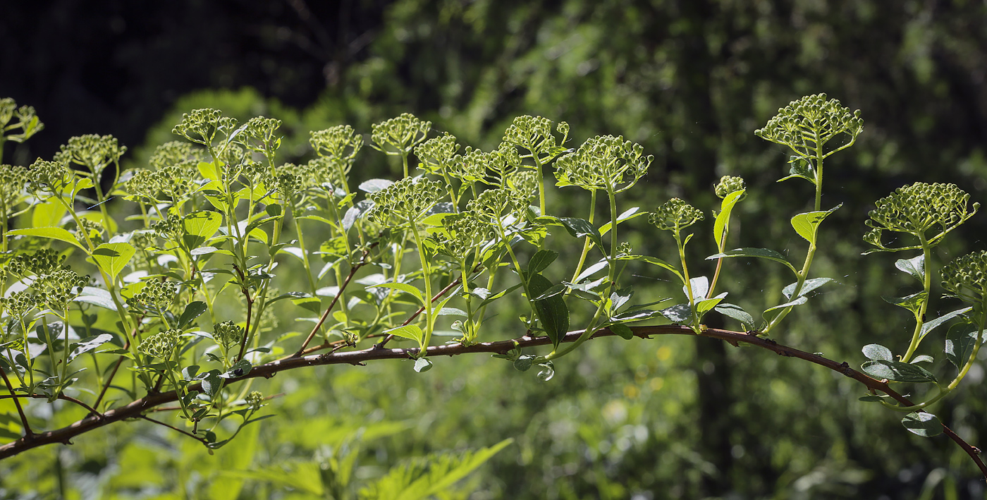 Image of genus Spiraea specimen.