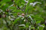 Mespilus germanica. Верхушка ветви с плодом. Чечня, Шатойский р-н, Нихалойские водопады, широколиственный лес. 26.07.2022.