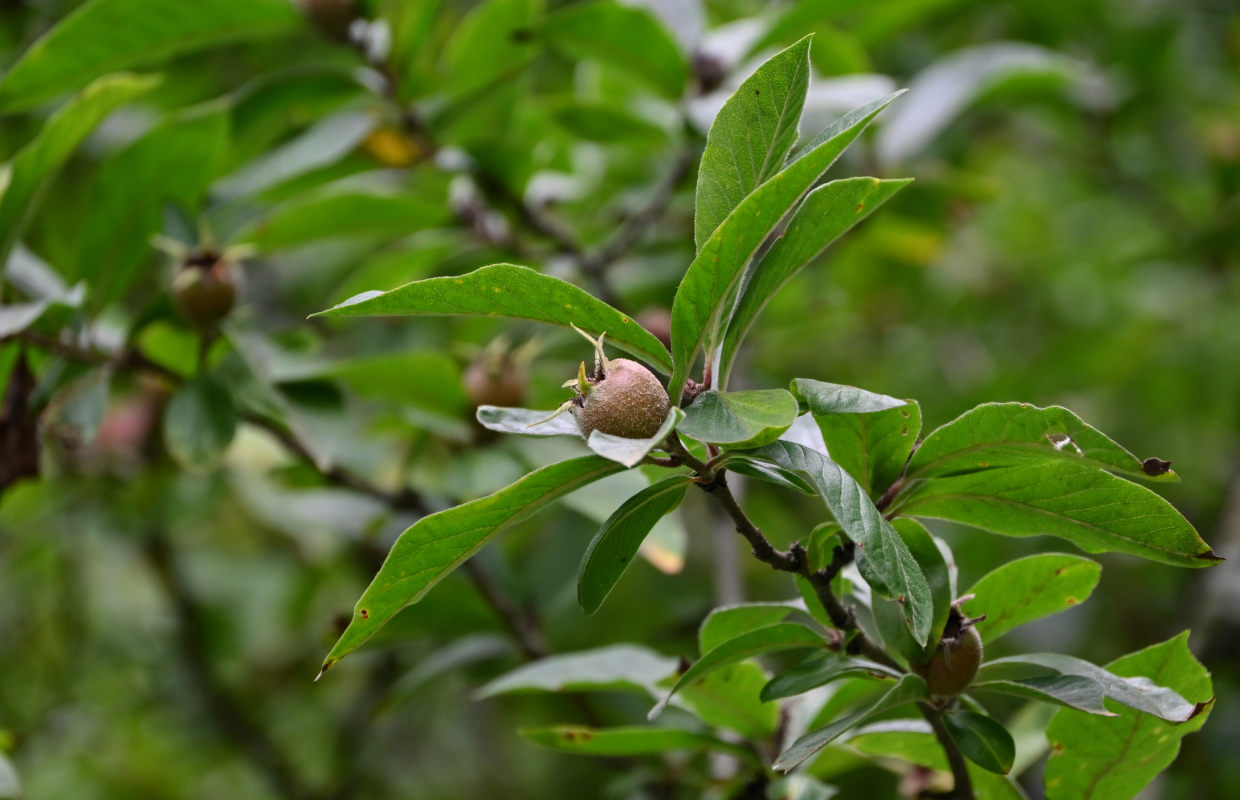 Изображение особи Mespilus germanica.