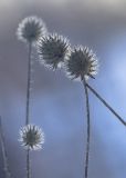 Image of taxon representative. Author is Владимир Семашко