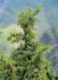 Juniperus oblonga