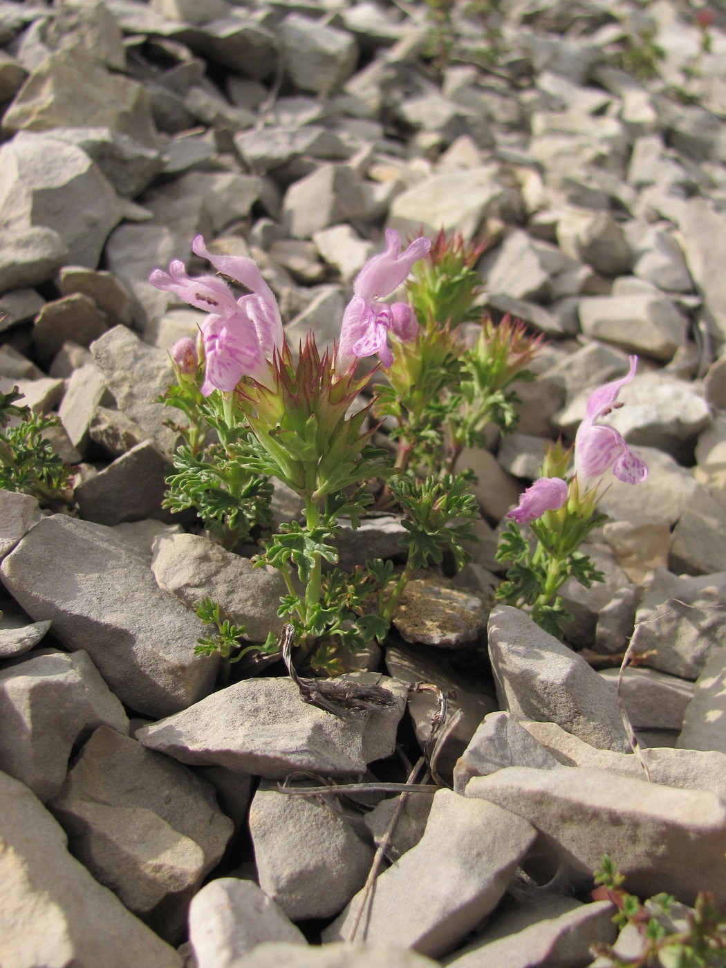 Изображение особи Lamium glaberrimum.