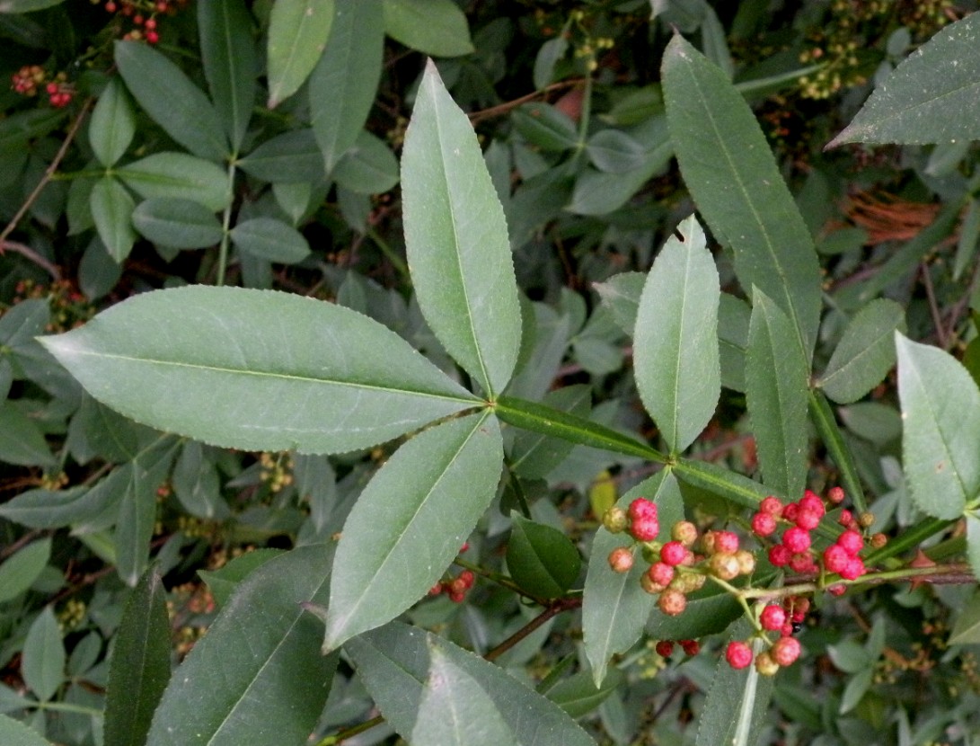 Image of Zanthoxylum alatum var. planispinum specimen.