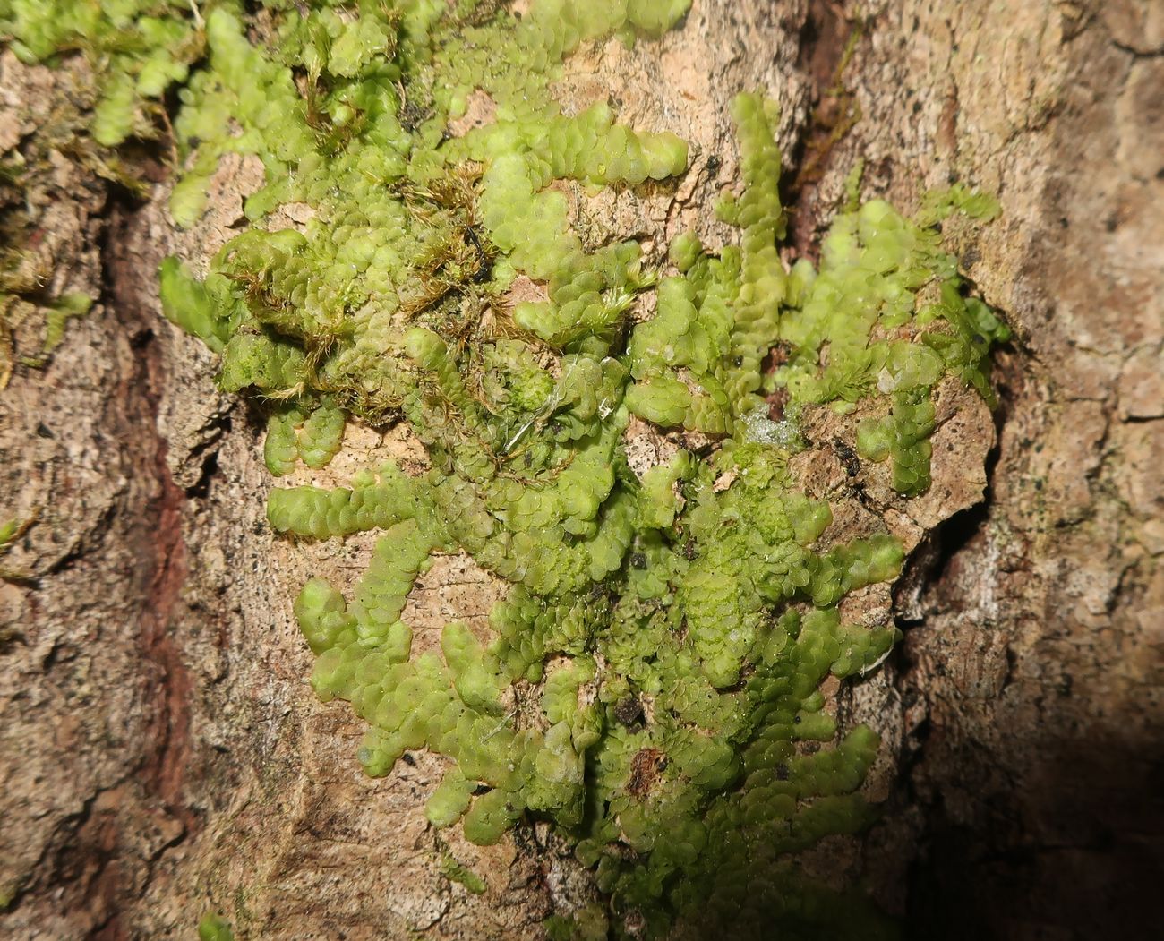 Image of Radula complanata specimen.