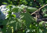 Urtica pilulifera