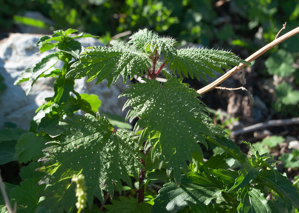 Изображение особи Urtica pilulifera.