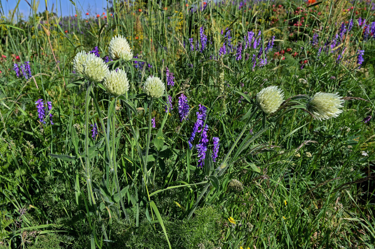 Image of Trifolium trichocephalum specimen.