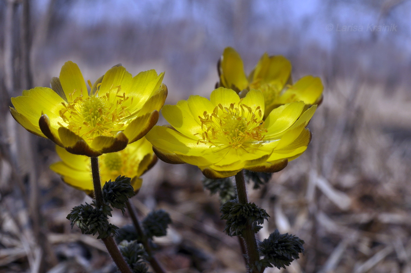 Image of Adonis amurensis specimen.