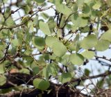 Populus pruinosa