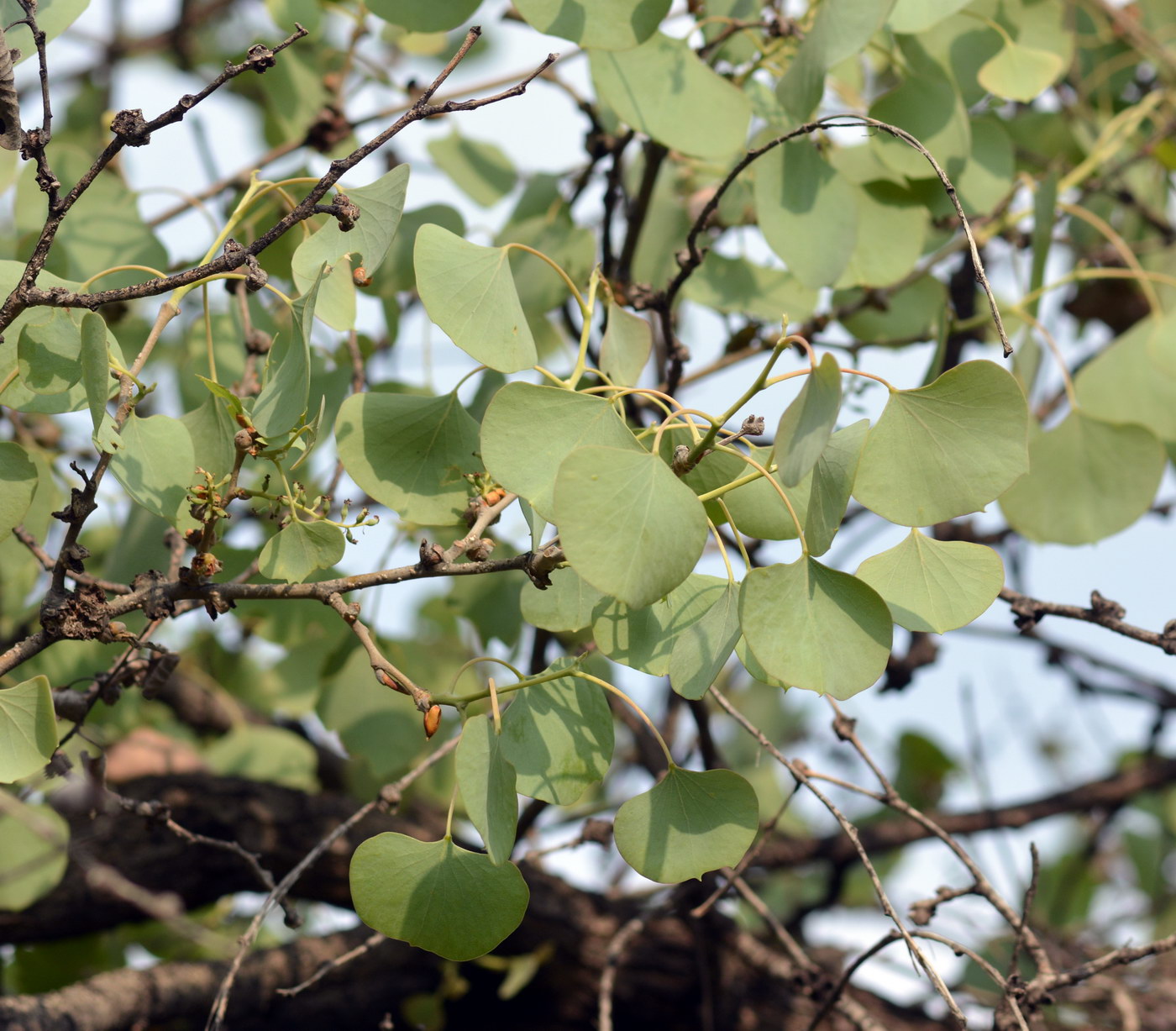 Image of Populus pruinosa specimen.