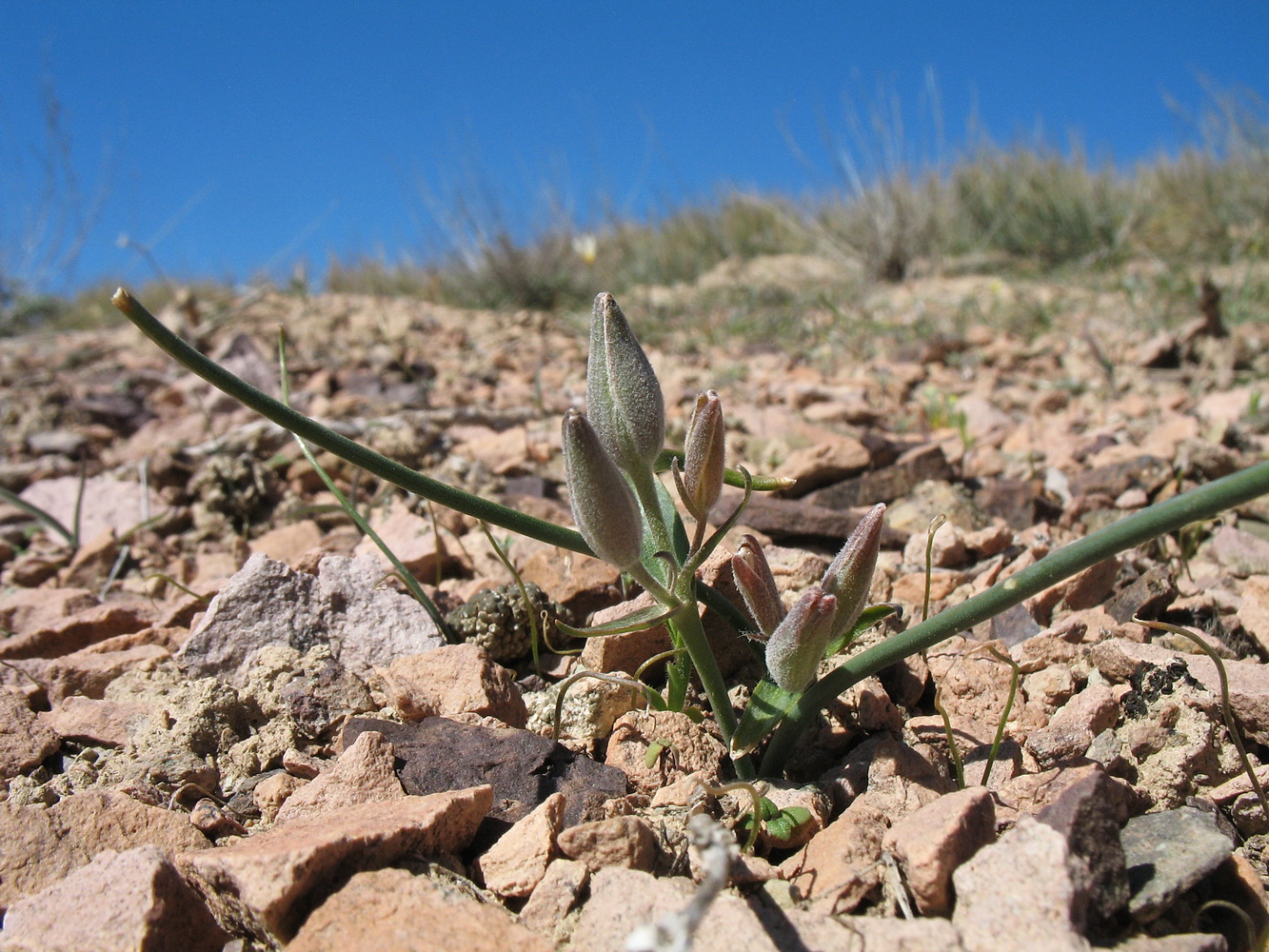 Image of Gagea setifolia specimen.