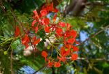 Delonix regia. Верхушка ветви с соцветием. Египет, мухафаза Асуан, г. Асуан, в культуре. 03.05.2023.