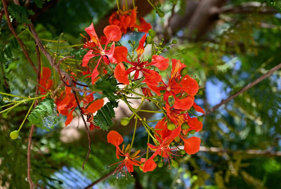 Image of Delonix regia specimen.