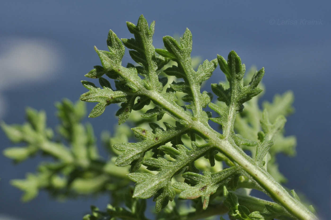 Изображение особи Artemisia laciniata.