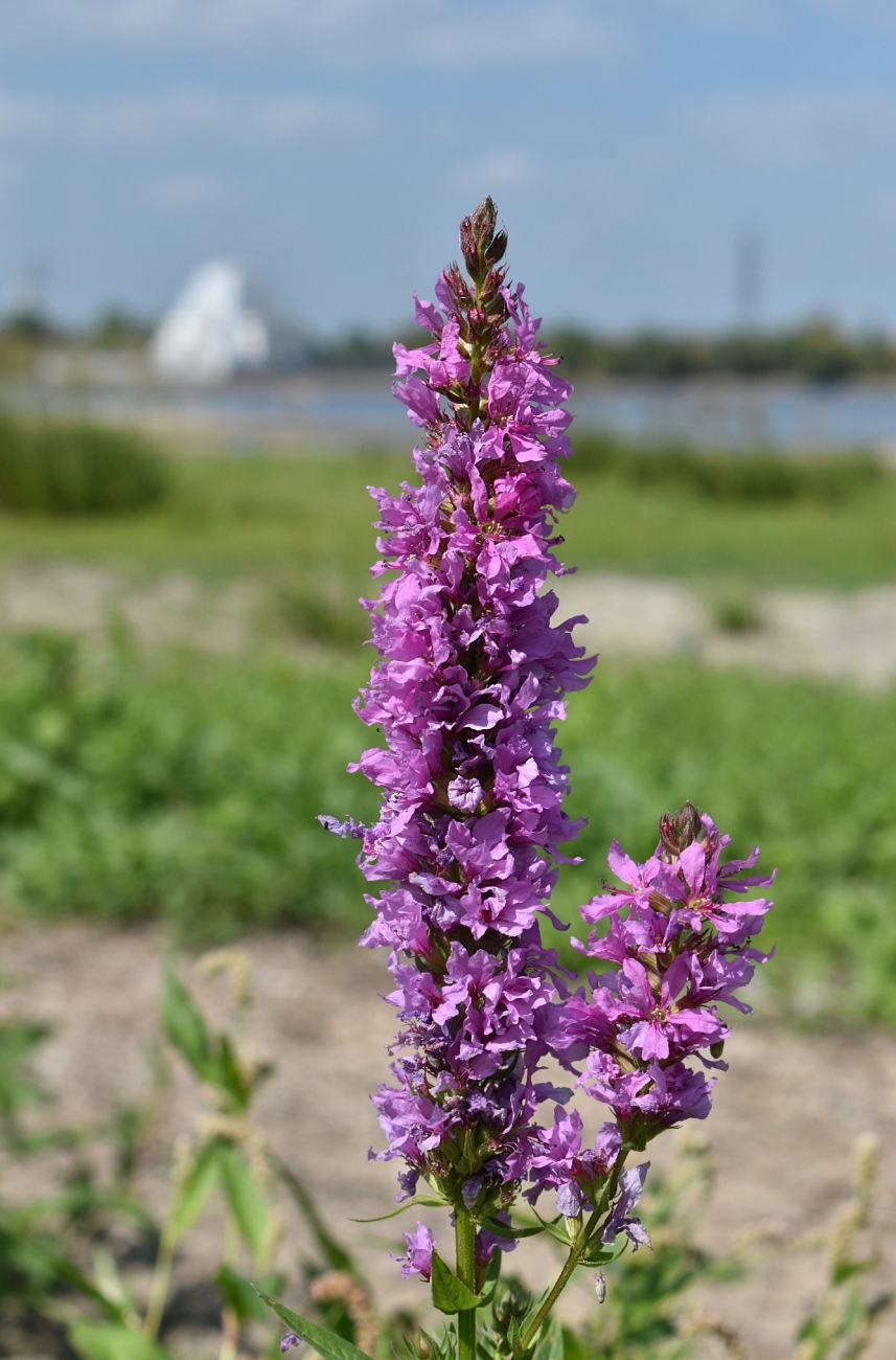 Image of Lythrum salicaria specimen.