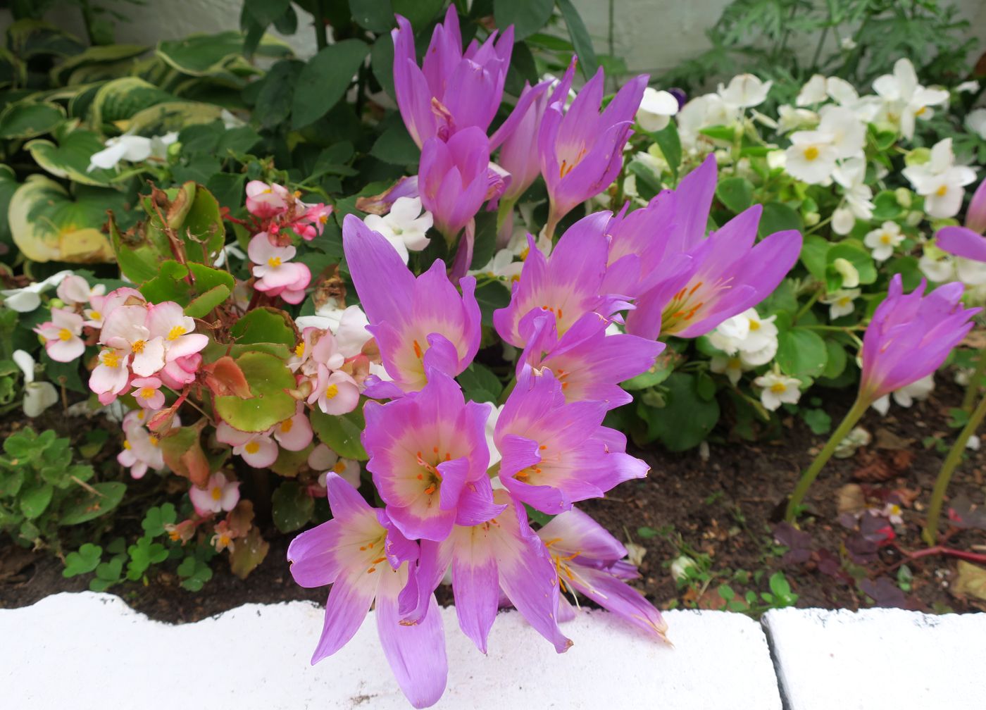 Изображение особи Colchicum speciosum.