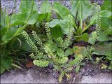 Lepidium densiflorum