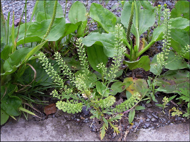 Image of Lepidium densiflorum specimen.
