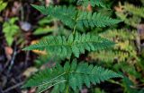 Dryopteris carthusiana. Часть вайи. Владимирская обл., Петушинский р-н, окр. с. Марково, смешанный лес. 23.09.2023.