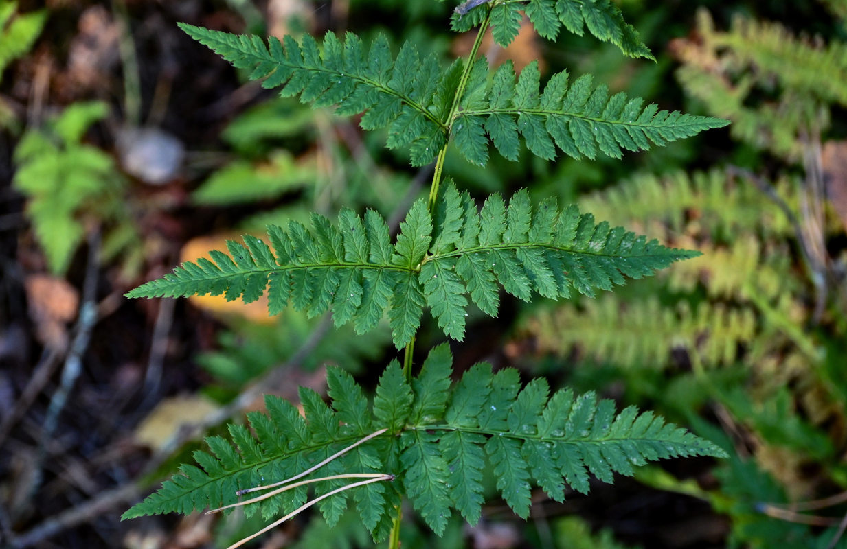 Image of Dryopteris carthusiana specimen.