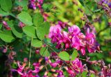 Lespedeza bicolor