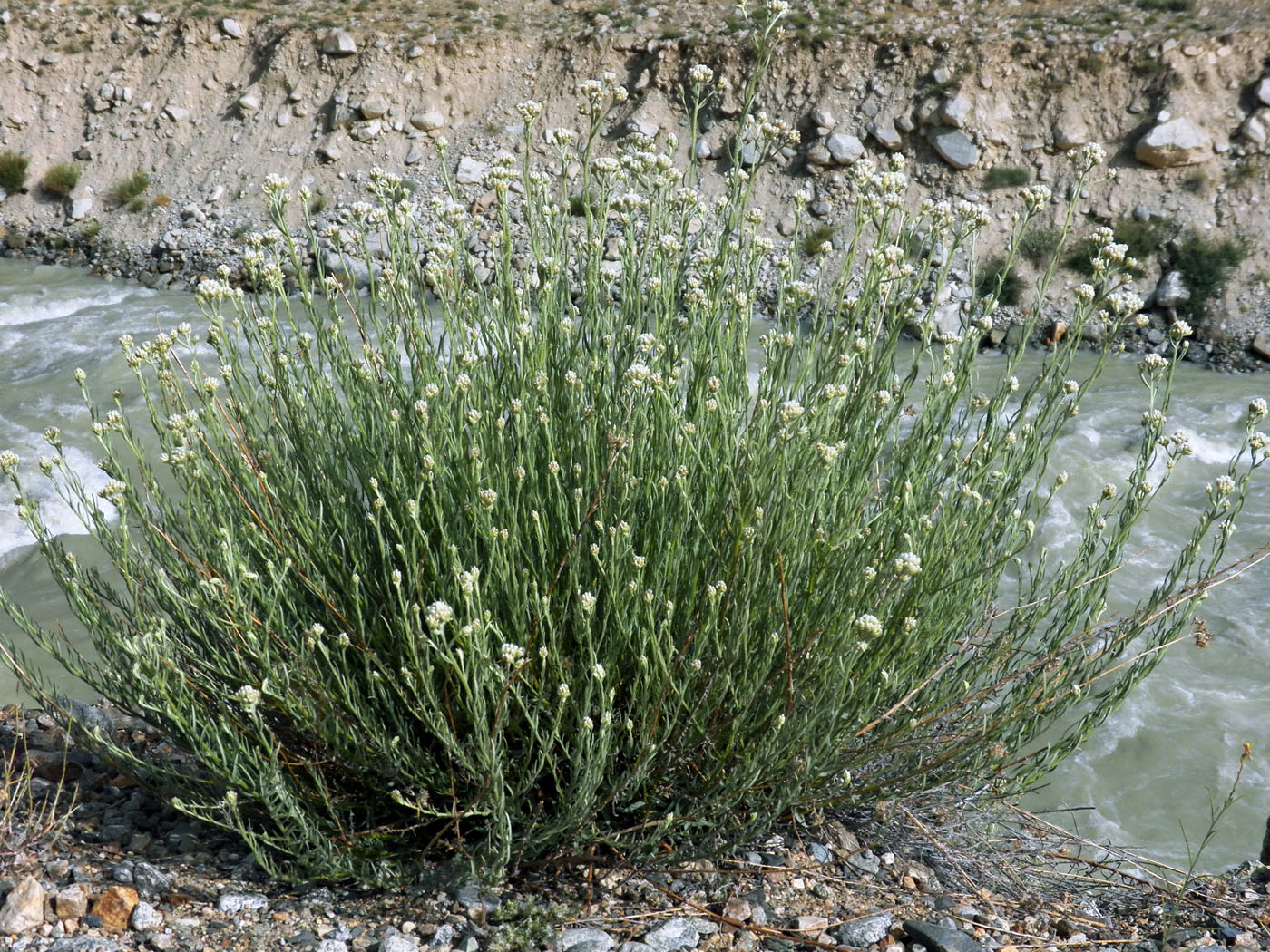 Image of Anaphalis virgata specimen.