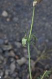 Astrodaucus orientalis. Средняя часть побега. Чечня, Шаройский р-н, левый борт долины р. Шикаройакх, ниже селения Шикарой, каменистый склон. 8 августа 2023 г.