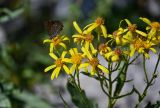 Senecio racemulifer