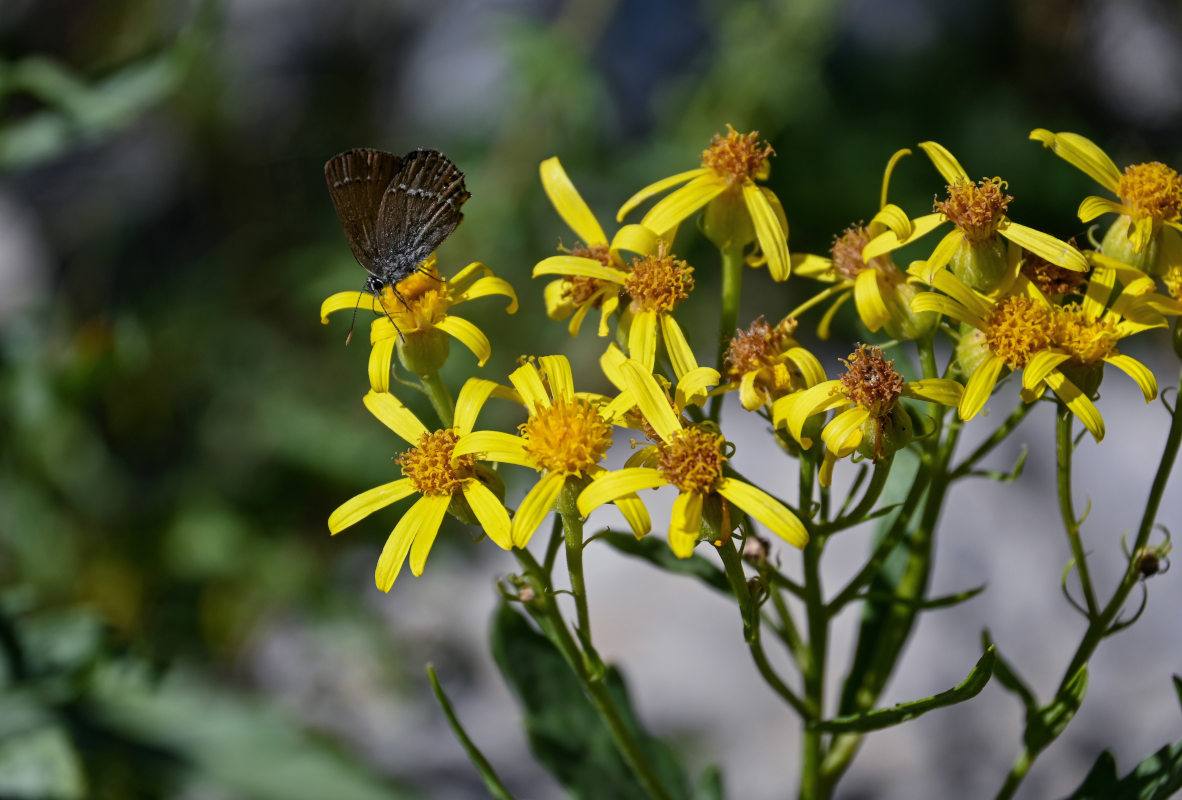 Image of Senecio racemulifer specimen.