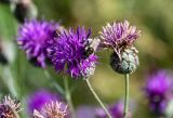 Centaurea scabiosa. Соцветие с кормящимся шмелём. Оренбургская обл., Кувандыкский гор. округ, окр. дер. Первое Юмагузино, луг. 05.07.2023.