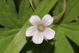 Geranium sibiricum. Цветок. Красноярский край, г. Дивногорск, газон. 22.08.2023.