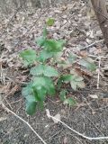 Mahonia aquifolium