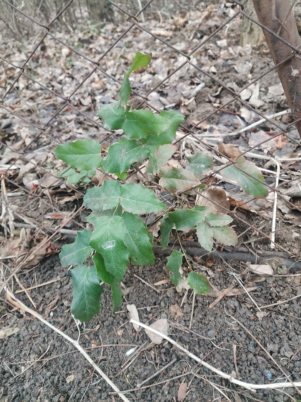 Изображение особи Mahonia aquifolium.