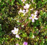 Claytonia acutifolia