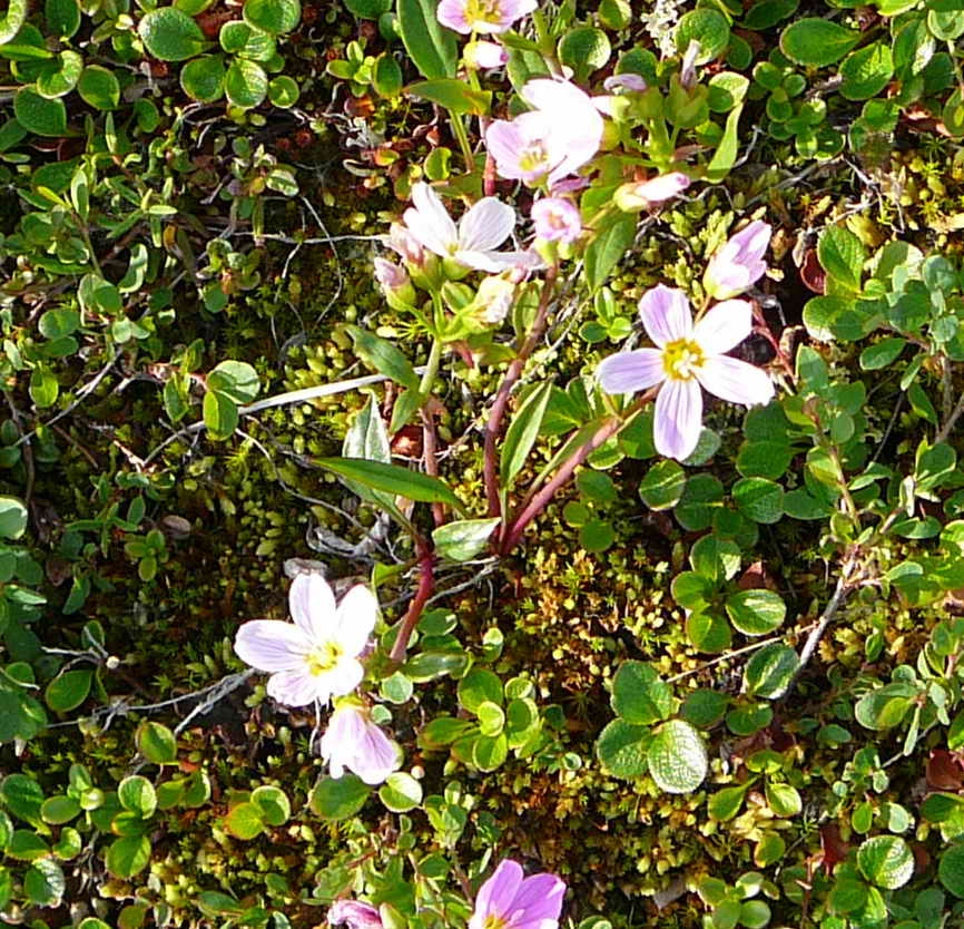 Изображение особи Claytonia acutifolia.