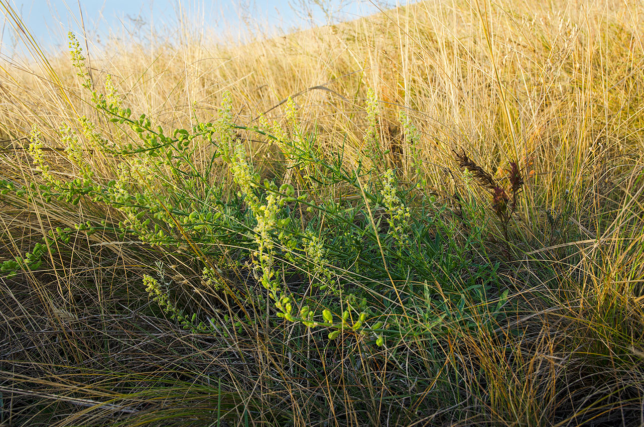 Изображение особи Reseda lutea.