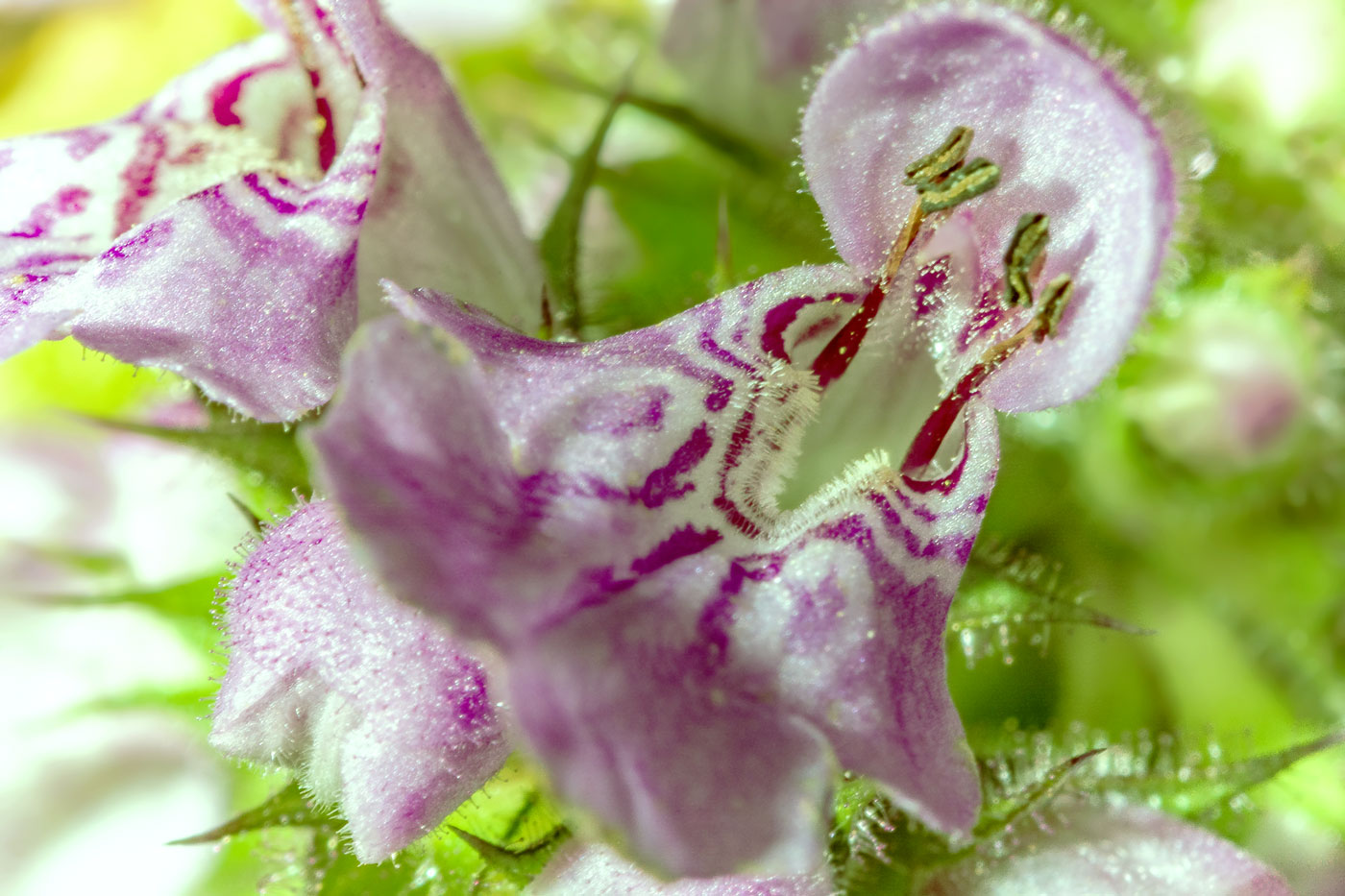 Изображение особи Stachys palustris.