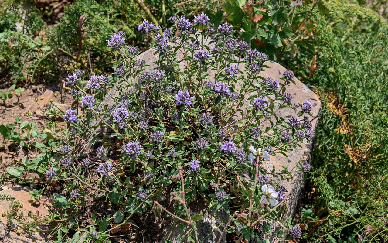 Изображение особи Ziziphora clinopodioides.