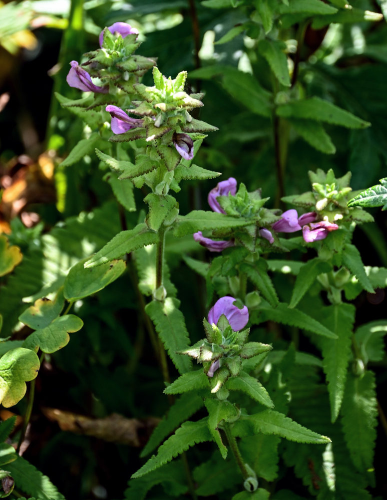 Image of Pedicularis resupinata specimen.