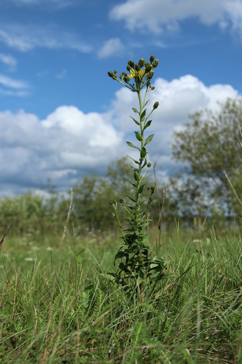 Изображение особи Hieracium umbellatum.